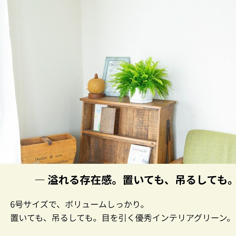 観葉植物 種類 室内 おしゃれ 吊り下げ ハンギング ネフロレピス