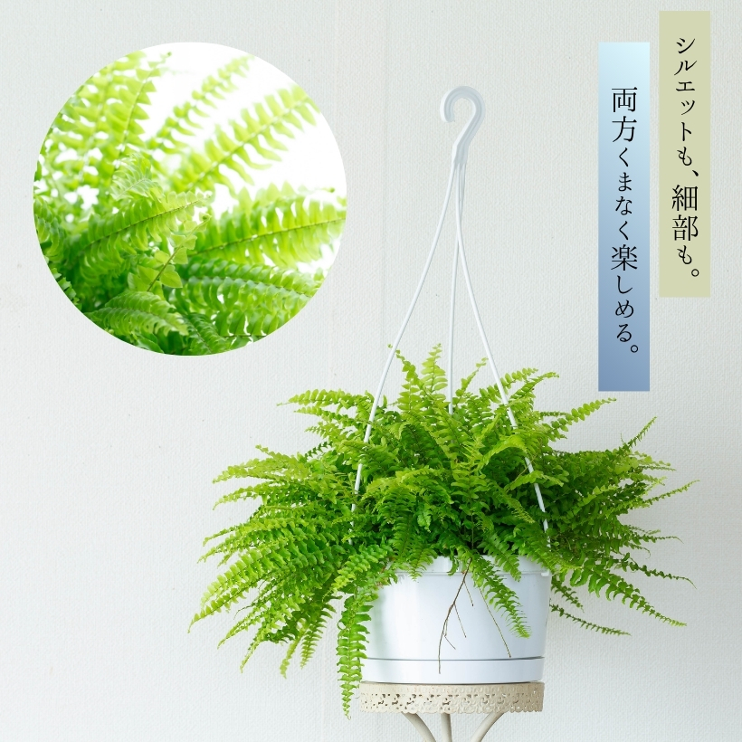 観葉植物 種類 室内 おしゃれ 吊り下げ ハンギング ネフロレピス