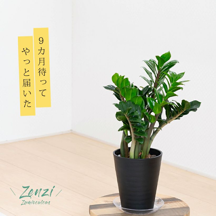 観葉植物 種類 室内 おしゃれ 鉢 インテリア テーブル ザミオクルカス