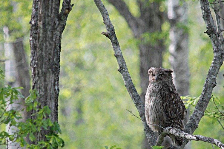 RHYTHM リズム時計 日本野鳥の会 四季の野鳥 報時掛け時計 電波掛時計
