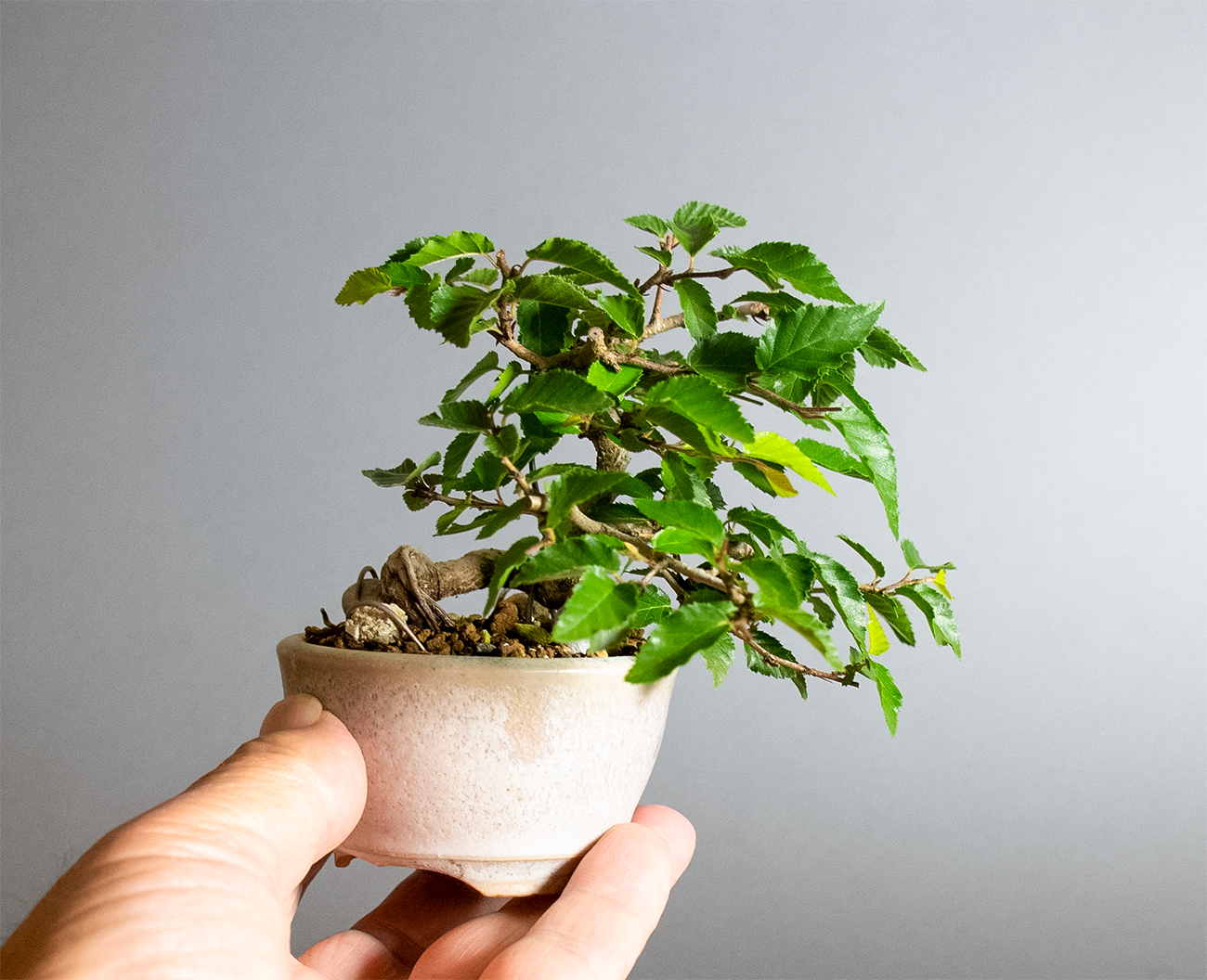 ミニ盆栽 イワシデ盆栽 岩四手（いわしで・岩四手盆栽）小さな盆栽