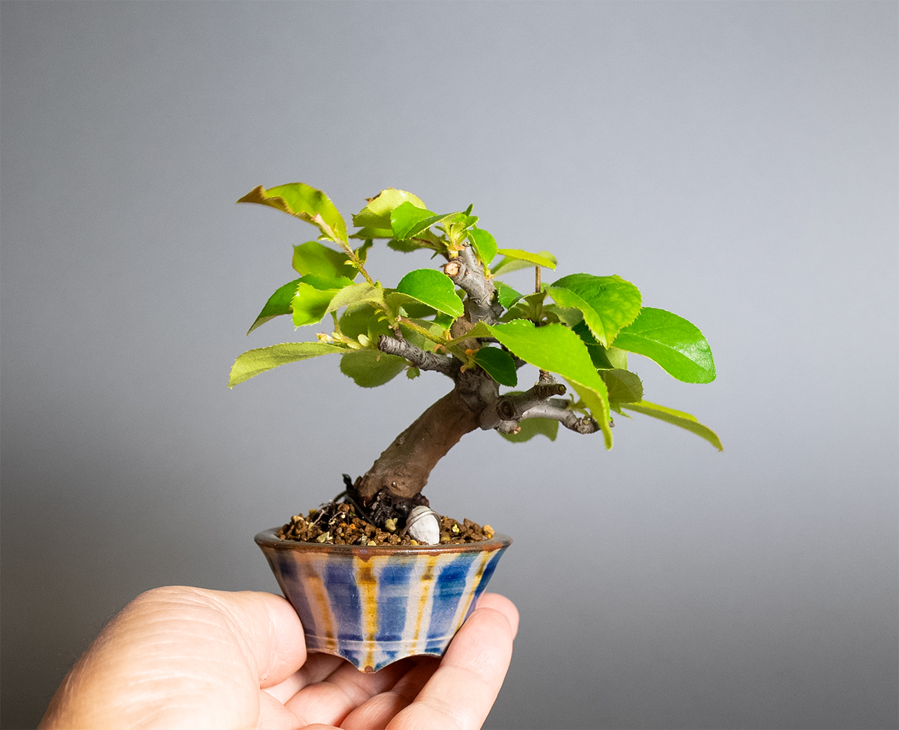 ミニ盆栽 カリン盆栽 花梨（かりん・小さな盆栽 花梨）小盆栽 4390 : e