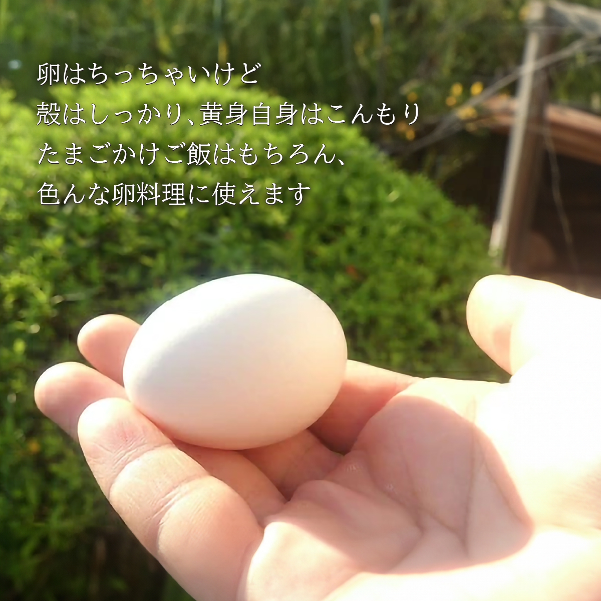 白卵 小玉SSサイズ 216個（約10Kg） 規格外 送料無料 鶏卵 若