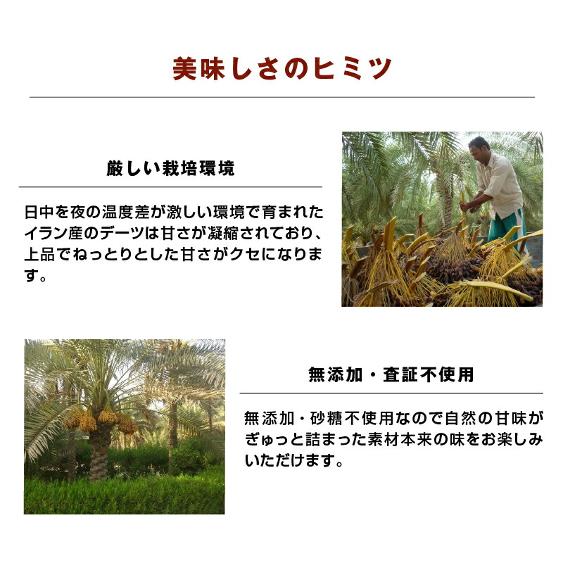 デーツ 750g 訳あり イラン産 サイヤー 無添加 砂糖不使用