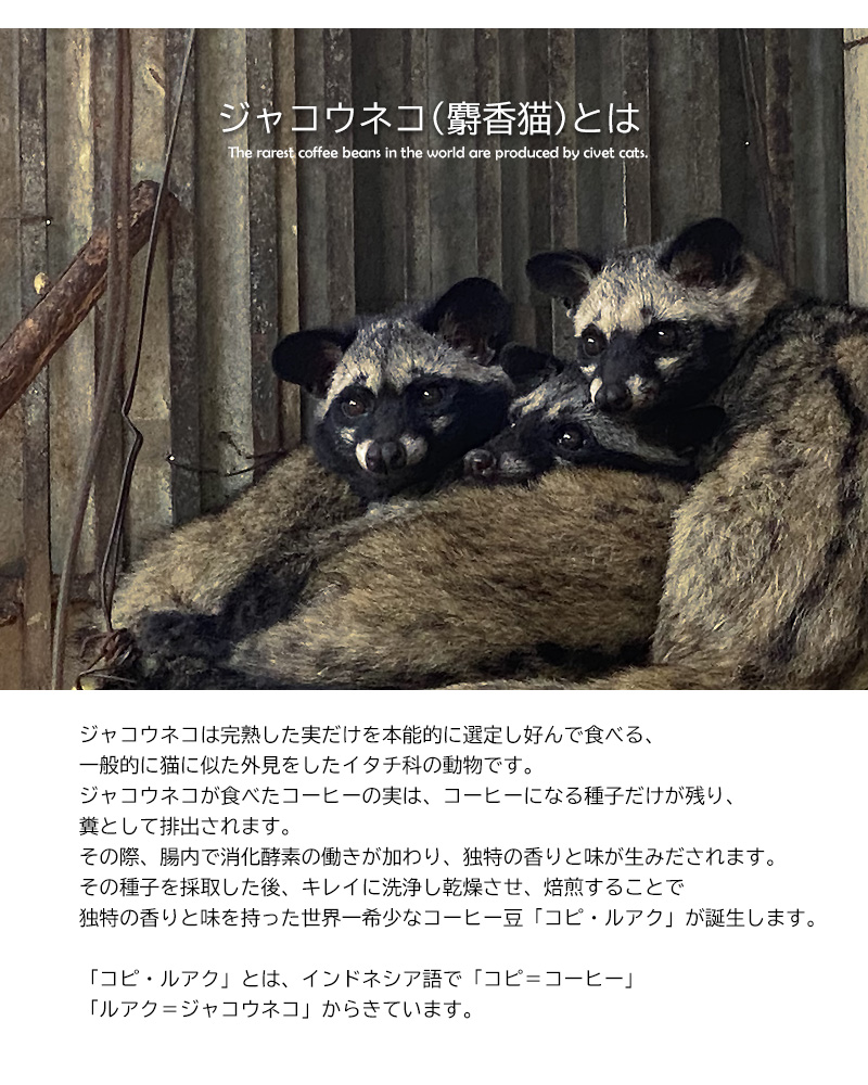 コピ・ルアクコーヒー豆 200g（ジャコウネココーヒー） ジャコウネココーヒー コピ・ルアク アラビカ種 カペ・アラミド