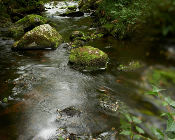 アベラワー アブーナ 最終値下げ 最終値下げ アベラワーアブーナバッチ69 バッチ702本セット