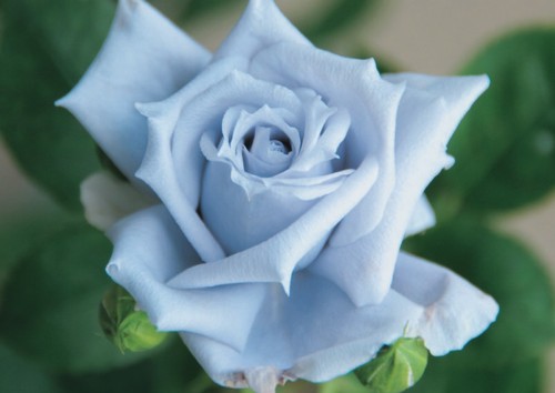 バラ 青龍 接木大苗 1本（入荷予定：2025年11月下旬頃） : e-フラワー