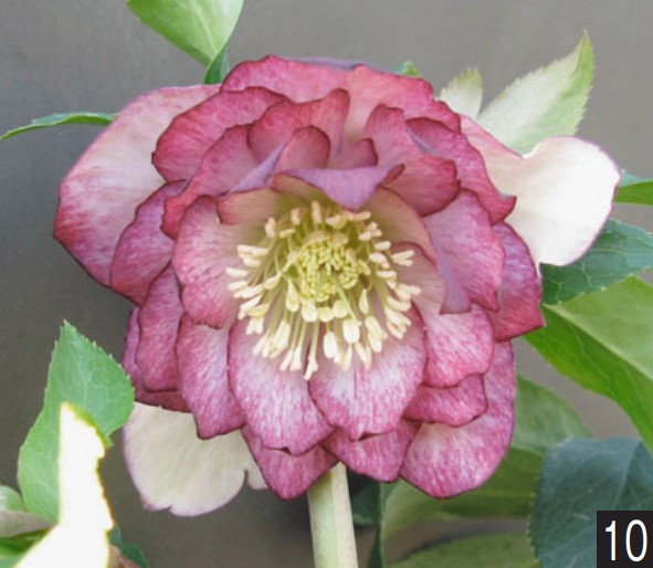 エキナセア シュープリームカンタロープ ポット苗 1株 : e-フラワー