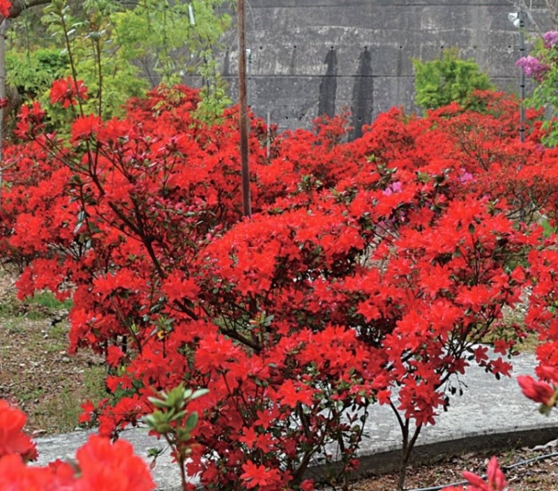 クロフネツツジ ポット苗 1本 : e-フラワー - 通販 - Yahoo!ショッピング