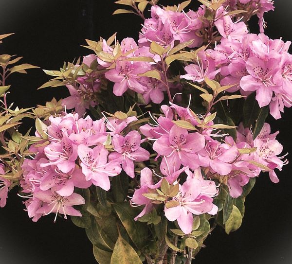 キウイ花粉（純花粉）約20g キウイの花粉1袋と羽毛棒：凡天1本のセット の通販 | 園芸ネット