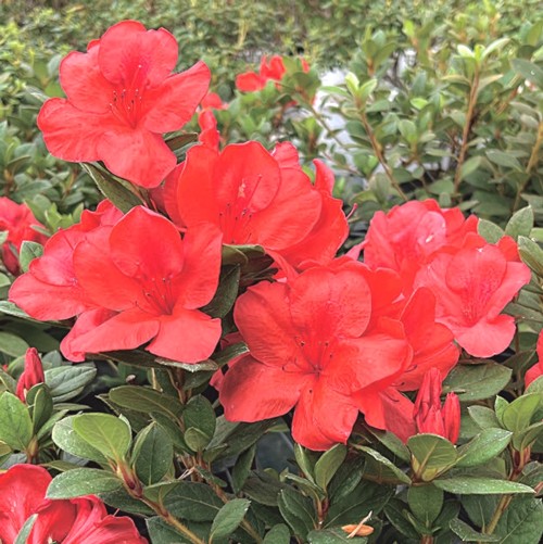 クロフネツツジ ポット苗 1本 : e-フラワー - 通販 - Yahoo!ショッピング