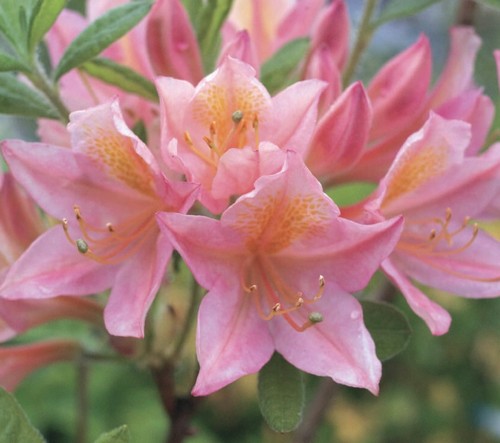 クロフネツツジ ポット苗 1本 : e-フラワー - 通販 - Yahoo!ショッピング