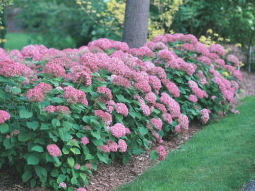 なつ　ライラック　プレジデントグレイビー　１苗♪ ライラック プレジデントグレビー 2年生 1本 : e-フラワー - 通販