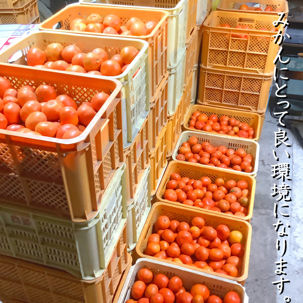 小原紅早生 苗木 3年のおすすめ人気商品一覧 通販 - Yahoo!ショッピング