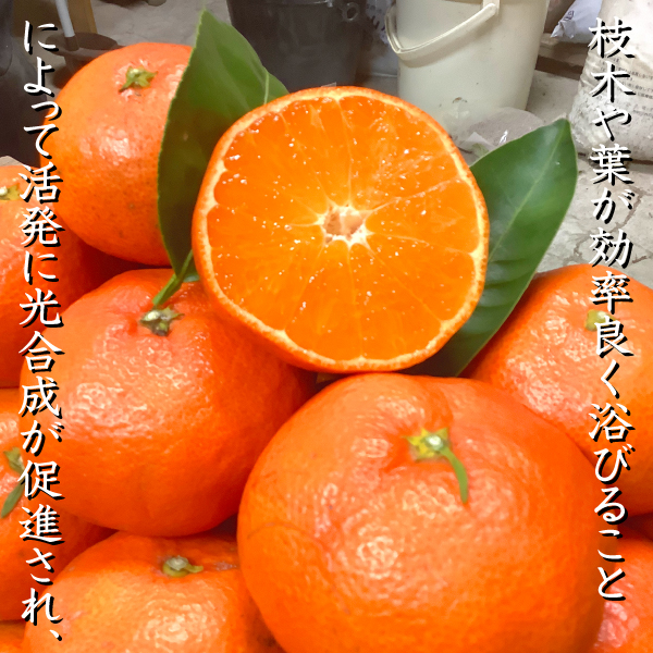 小原紅早生 苗木 3年のおすすめ人気商品一覧 通販 - Yahoo!ショッピング