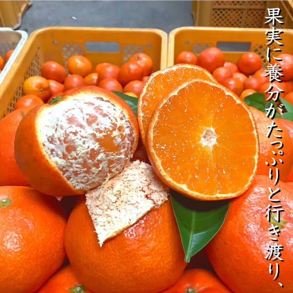 小原紅早生 苗木 3年のおすすめ人気商品一覧 通販 - Yahoo!ショッピング