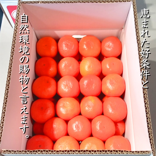 小原紅早生 苗木 3年のおすすめ人気商品一覧 通販 - Yahoo!ショッピング