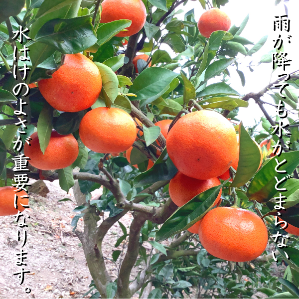 小原紅早生 苗木 3年のおすすめ人気商品一覧 通販 - Yahoo!ショッピング