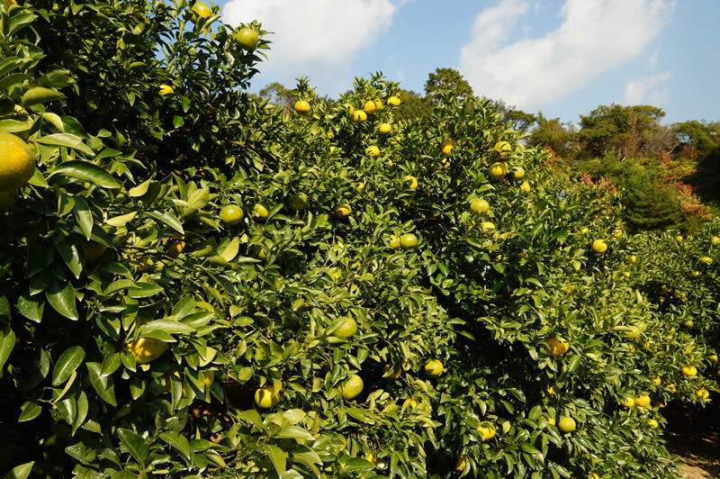 和歌山有田の栗山園