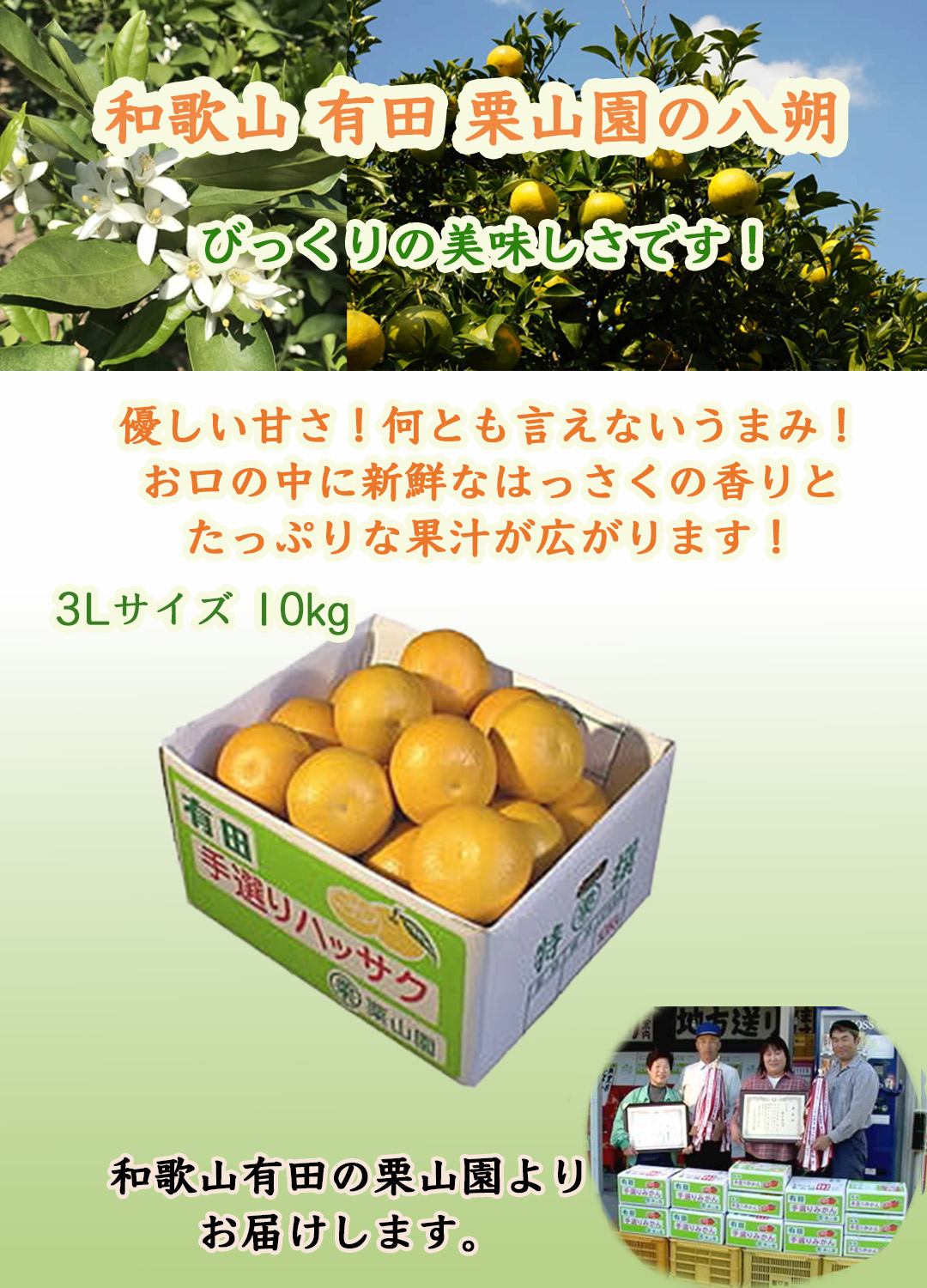 和歌山 有田 栗山園の八朔(はっさく) Lサイズ10kg 大好評 びっくりの