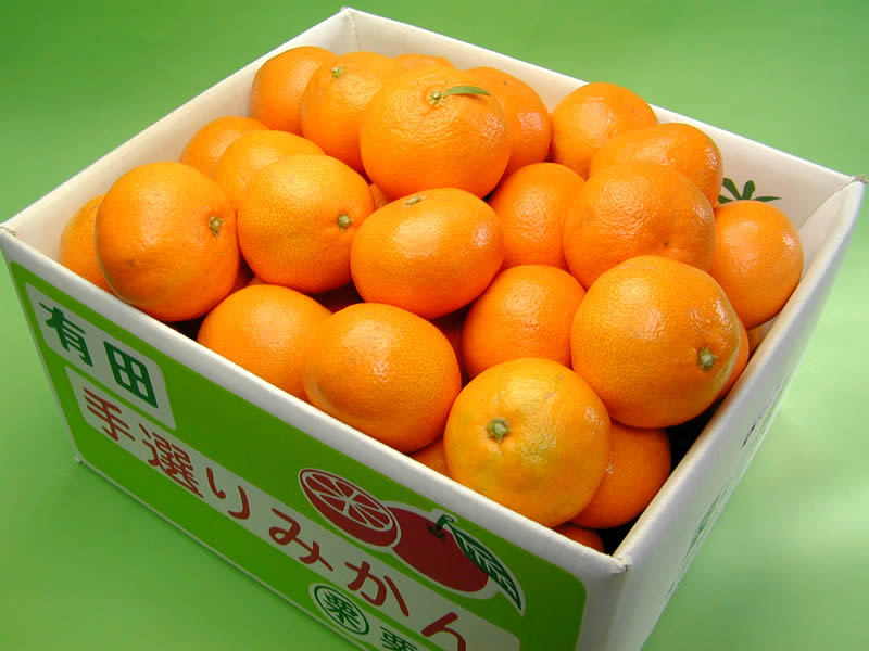 栗山園の有田みかん 宮川早生 10kg Lサイズ お届けは11月下旬頃から