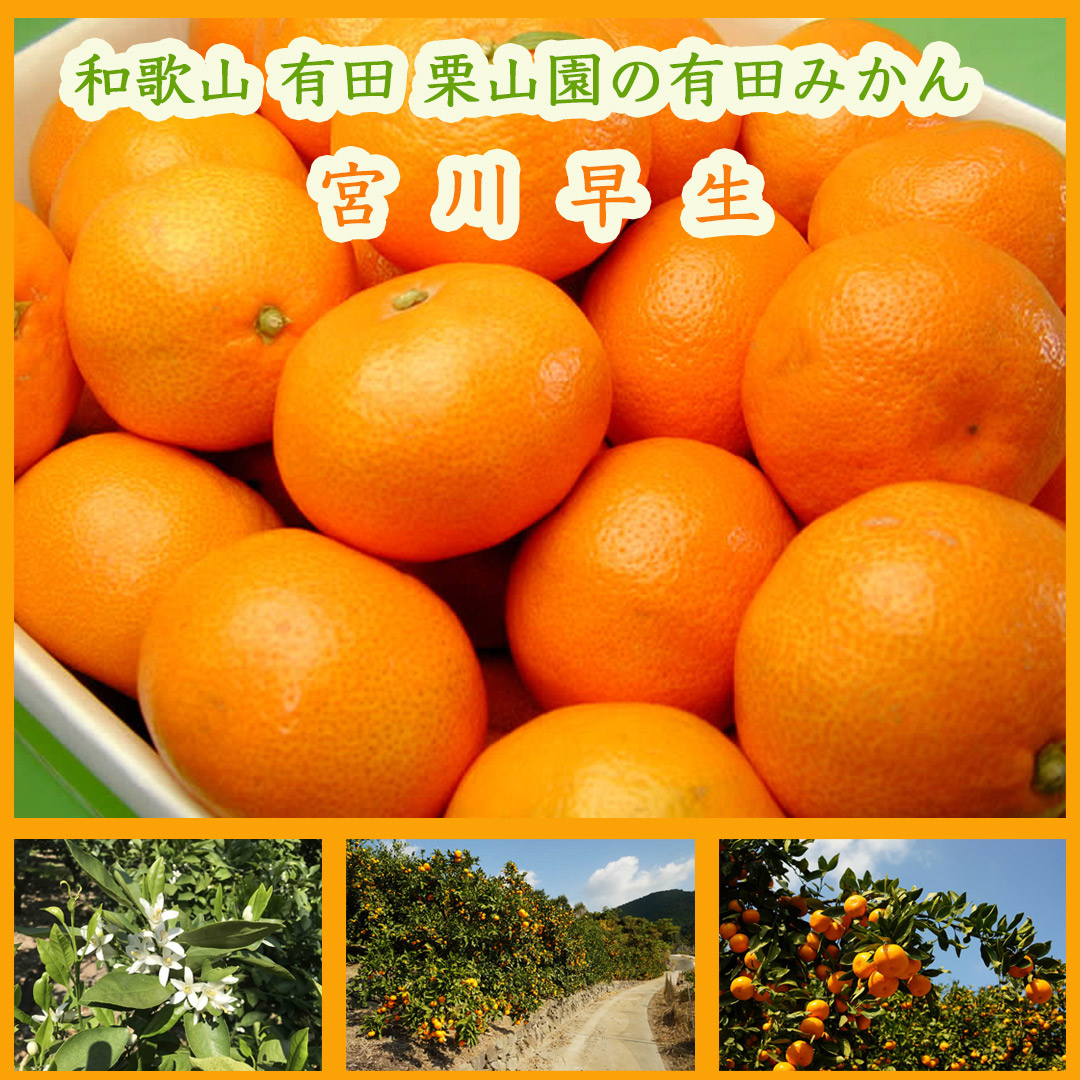 栗山園の有田みかん 宮川早生 10kg Lサイズ お届けは11月下旬頃から
