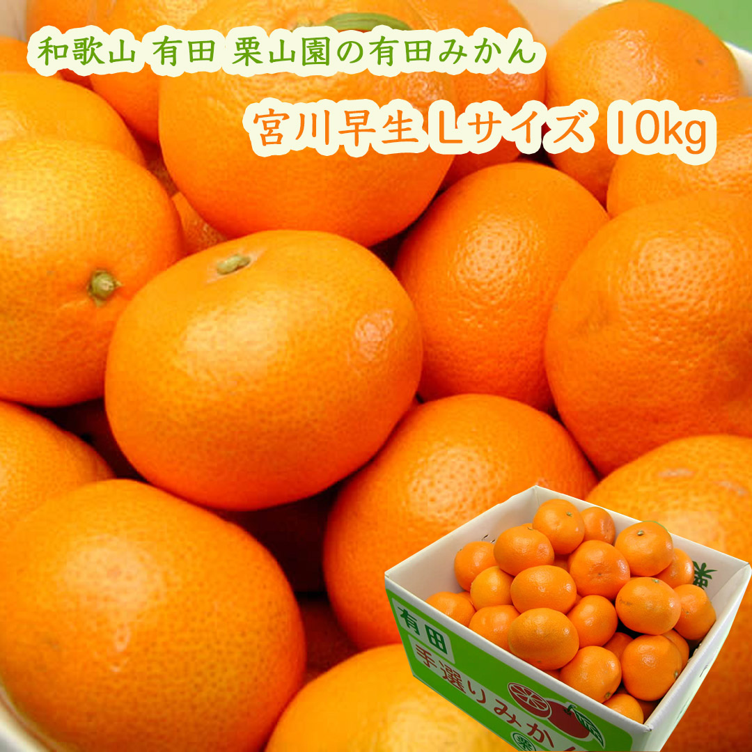 栗山園の有田みかん 宮川早生 10kg Lサイズ お届けは11月下旬頃から