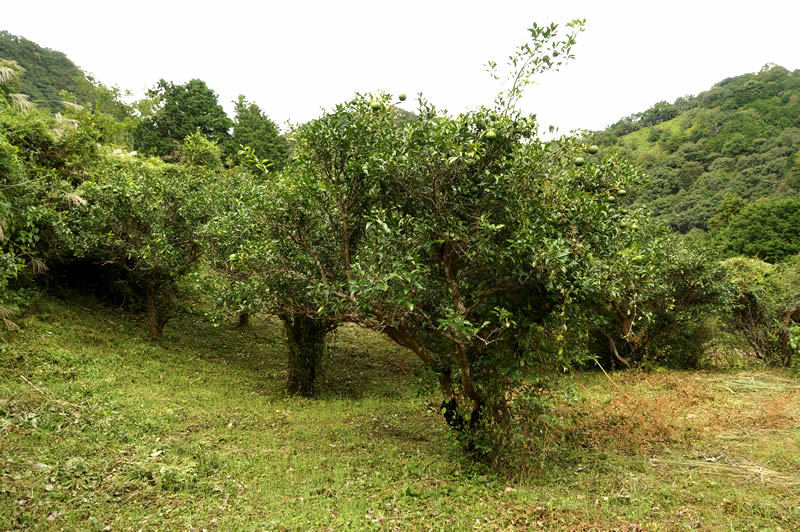 和歌山　古座川　後口農園