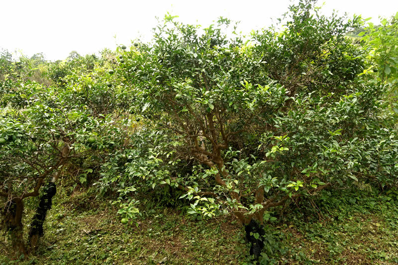 和歌山　古座川　後口農園