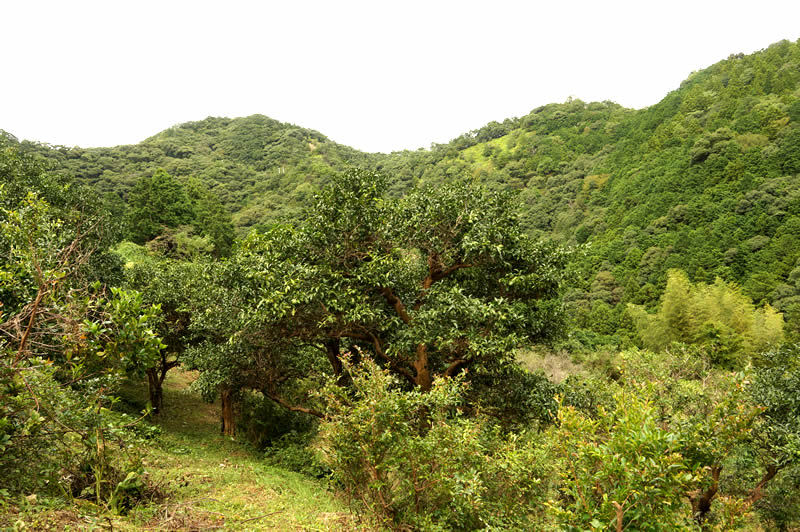 和歌山　古座川　後口農園