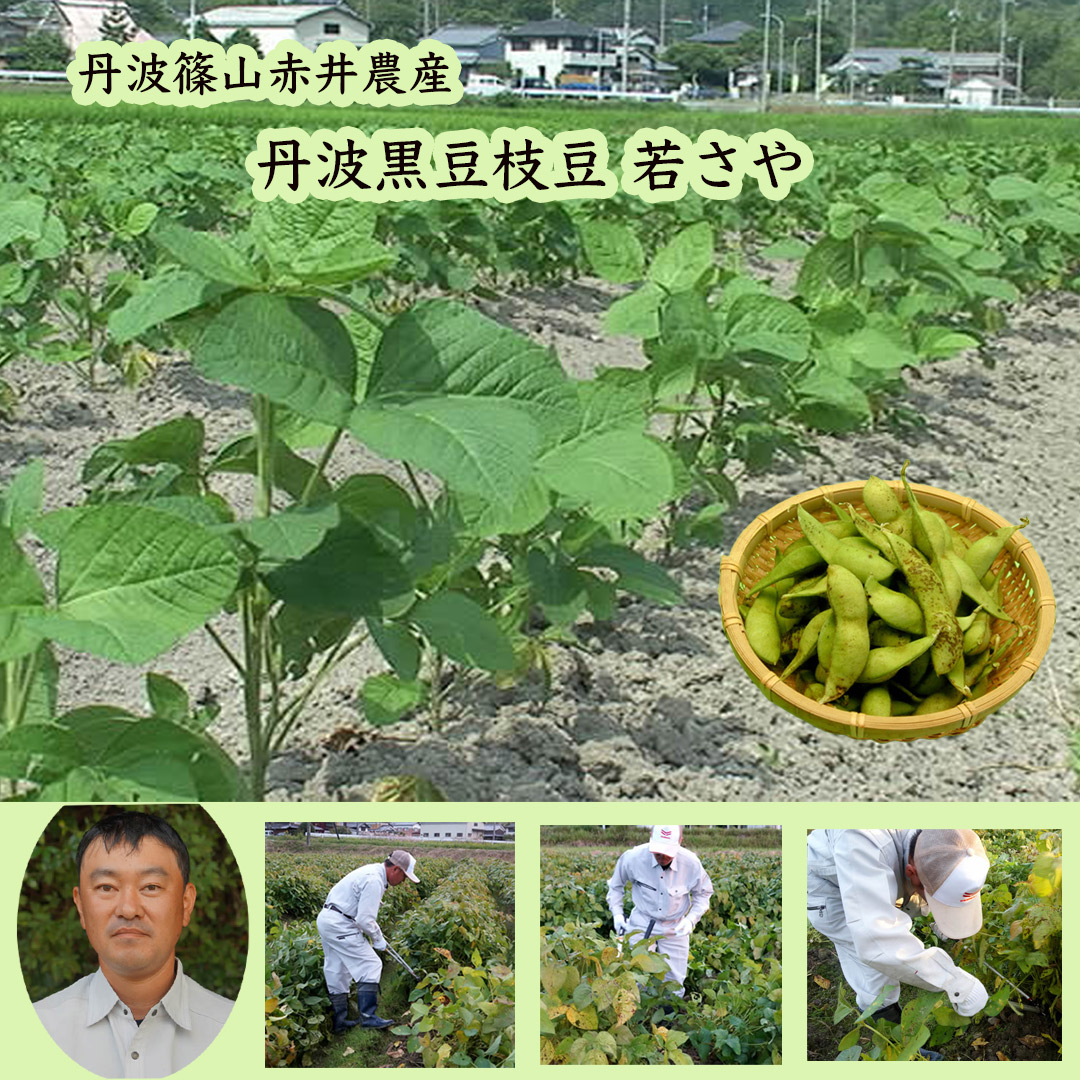 赤井農産の黒豆畑