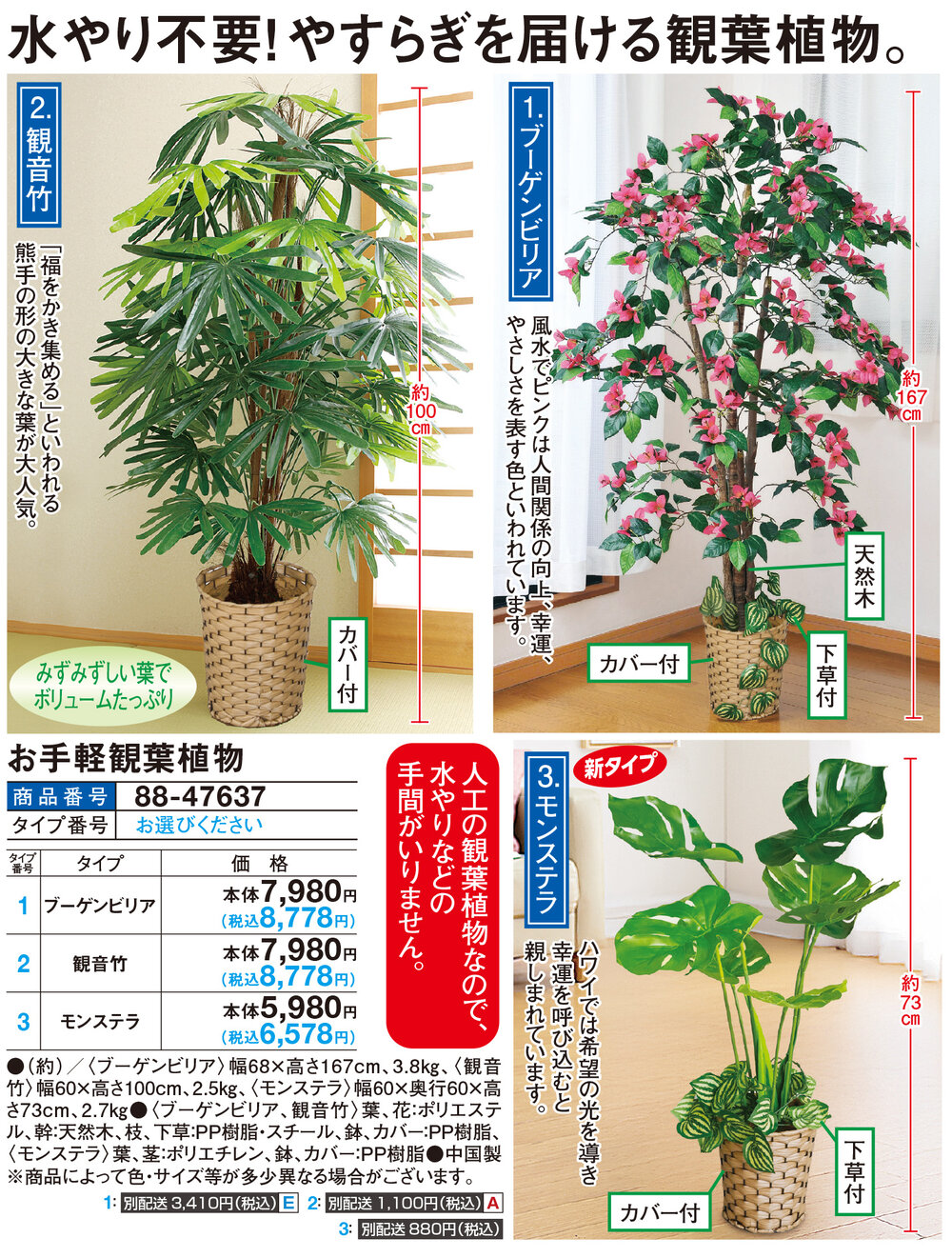 お手軽観葉植物 観音竹 |  | 01