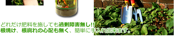 どれだけ肥料を施しても過剰障害無し!!根焼け、根腐れの心配も無く、簡単に手入れ出来ます。