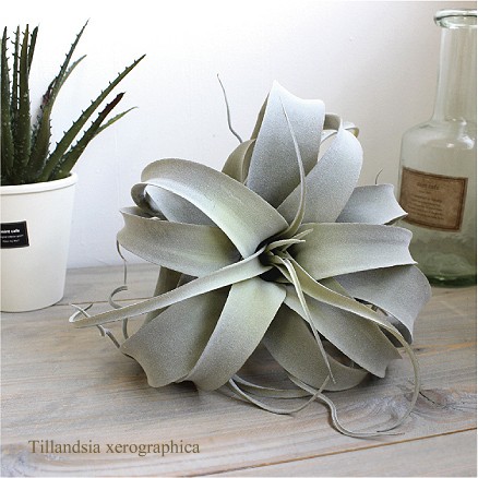 ひ*の様 7/28までの出品　キセログラフィカ 斑入り ひ*の様 7/28までの出品 キセログラフィカ 斑入り ひ*の様 7/28までの