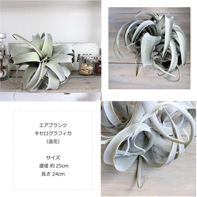 ひ*の様 7/28までの出品　キセログラフィカ 斑入り Amazon.co.jp: はなみどり エアプランツ チランジア