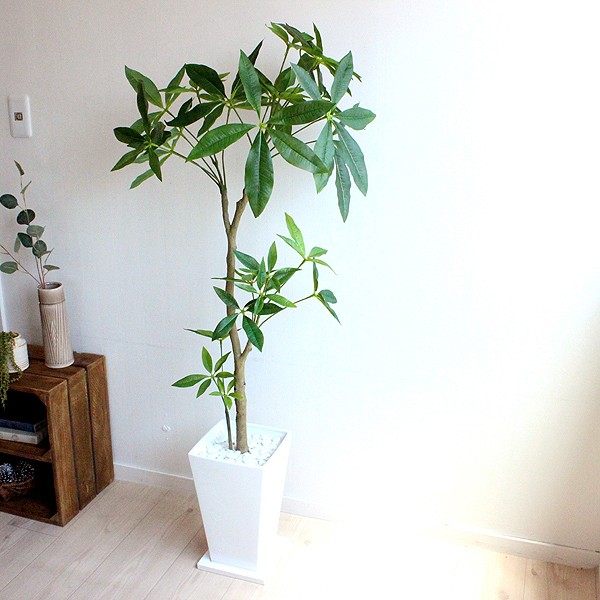 ◇【自社配送or引取限定】 本物大型 観葉植物 パキラ 約220cm 白
