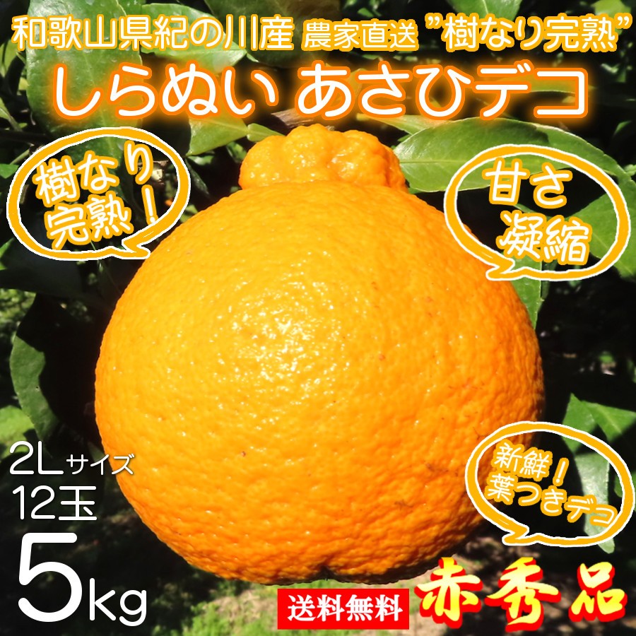 デコポン 完熟 木なり 農家直送 産地直送 5kg 通販 秀品 しらぬい 不知火 大玉 あさひデコ 3月 旬 果物 大玉 2Lサイズ 12玉