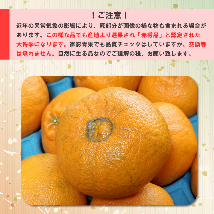 デコポン 大将季