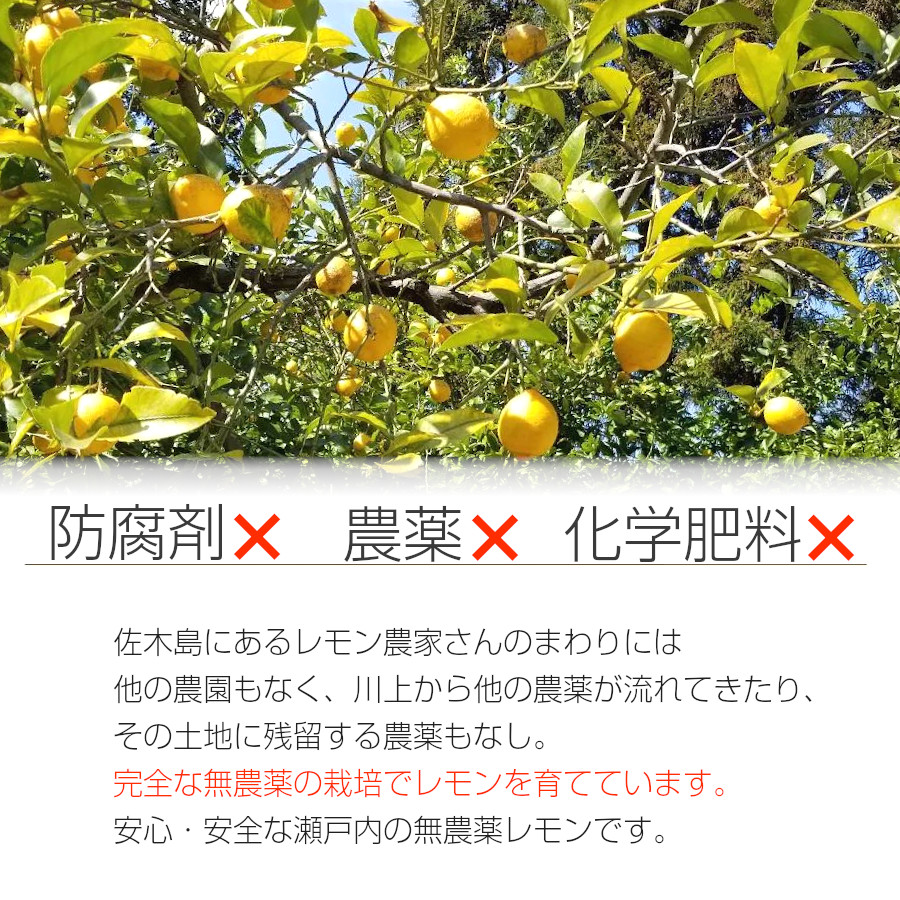 レモン 無農薬 国産 瀬戸内 広島県 佐木島 しまなみ海道産 島