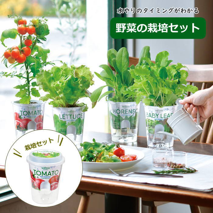 Fresh Feel フレッシュフィール ベビーリーフミックス 栽培セット 栽培キット 野菜栽培キット 母の日 野菜 葉菜 園芸 関連画像1