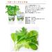 Fresh Feel フレッシュフィール ベビーリーフミックス 栽培セット 栽培キット 野菜栽培キット 母の日 野菜 葉菜 園芸 関連画像4