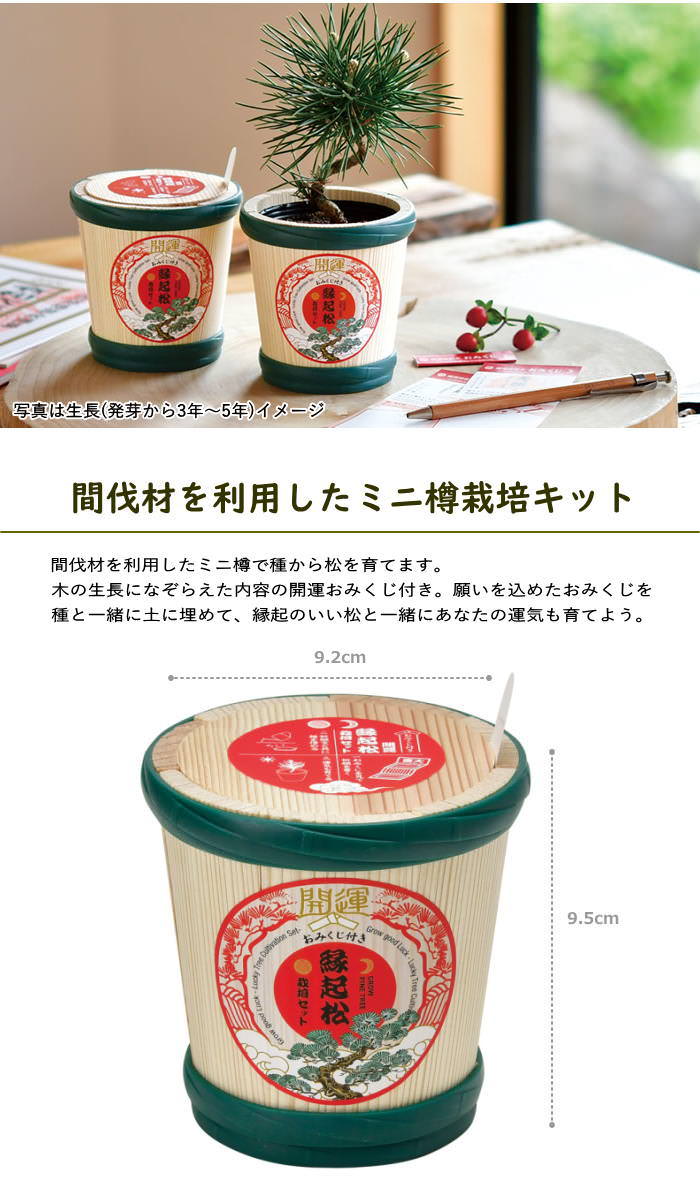 即出荷 縁起松栽培セット おみくじ付き赤松 盆栽 栽培セット