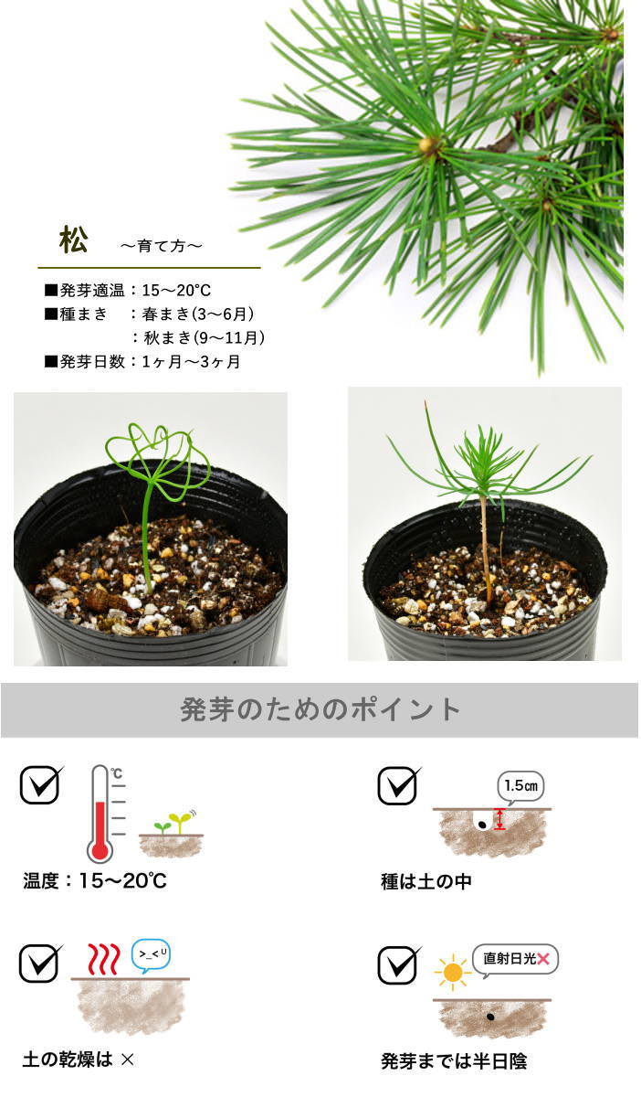 即出荷 The BONSAI 栽培セット 赤松 盆栽 栽培キット 松 室内 即出荷 The BONSAI 栽培セット 赤松 盆栽 栽培キット 松 室内