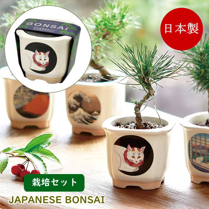JAPANESE BONSAI 白猫 盆栽 栽培セット 栽培キット 美濃焼 室内 黒松