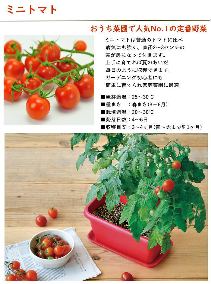 エンジョイプランターベジ ミニトマト 栽培セット 栽培キット 室内 花