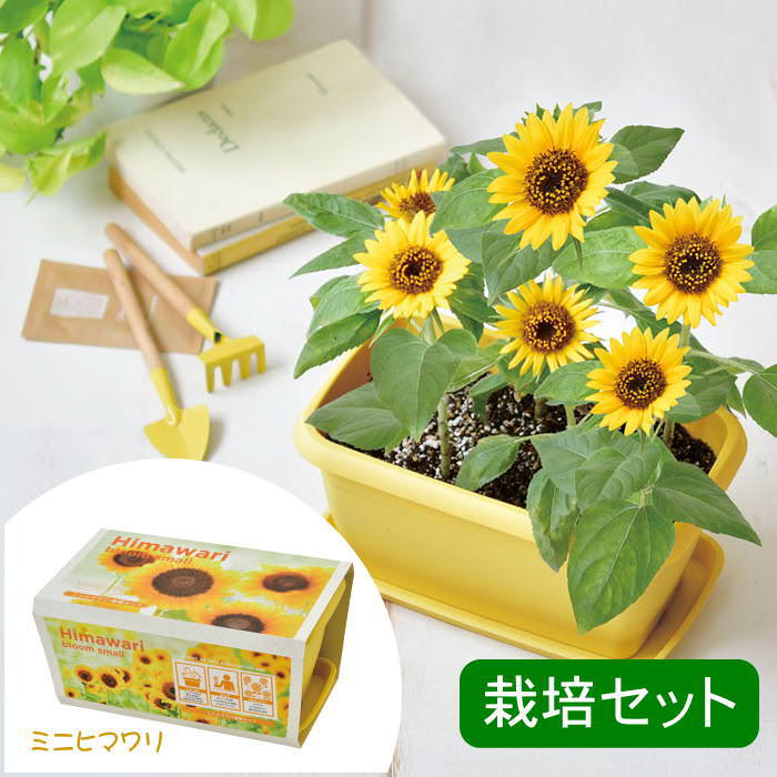 エンジョイプランターフラワー ミニヒマワリ 栽培セット 栽培キット