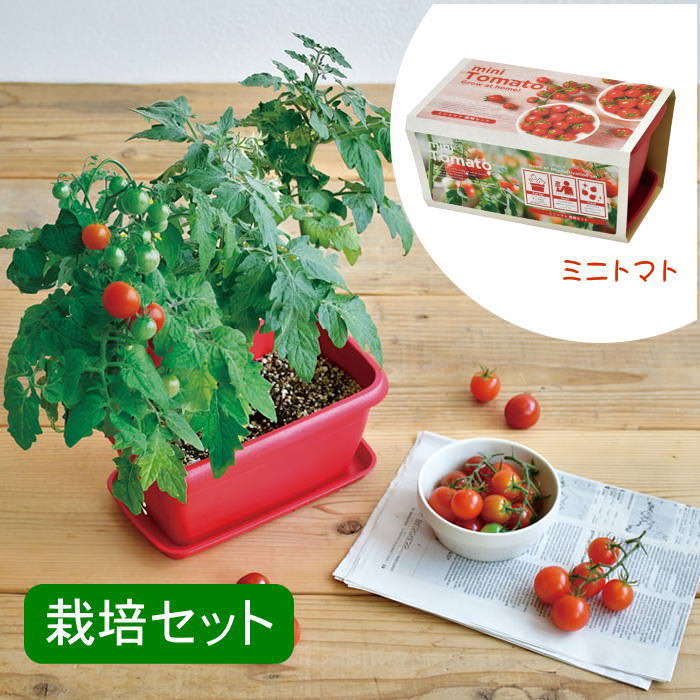 エンジョイプランターベジ ミニトマト 栽培セット 栽培キット 室内 花