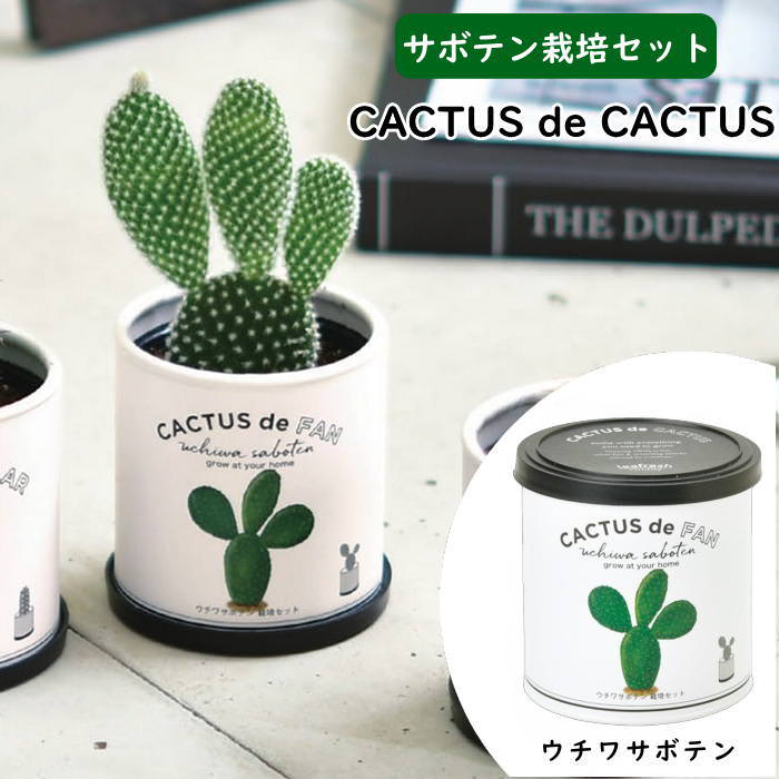 CACTUS de カクタス ウチワサボテン サボテン 栽培セット 栽培キット