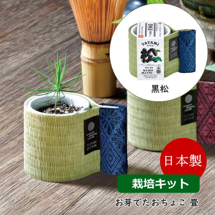 お芽でたおちょこ 畳 黒松 栽培セット キット 盆栽 野菜 ガーデニング