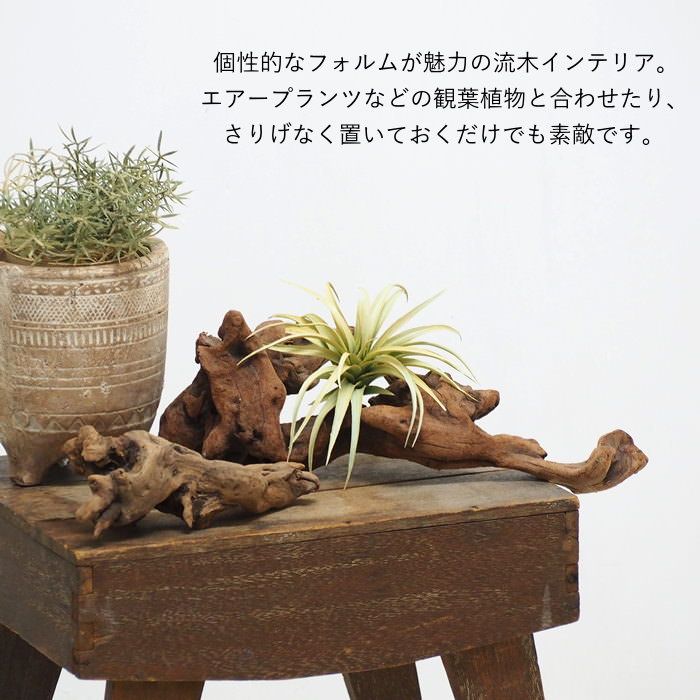 前川　マングローブウッド3点セット マングローブ 流木 S 約20cm おまかせ3本セット インテリア 水槽 飾り